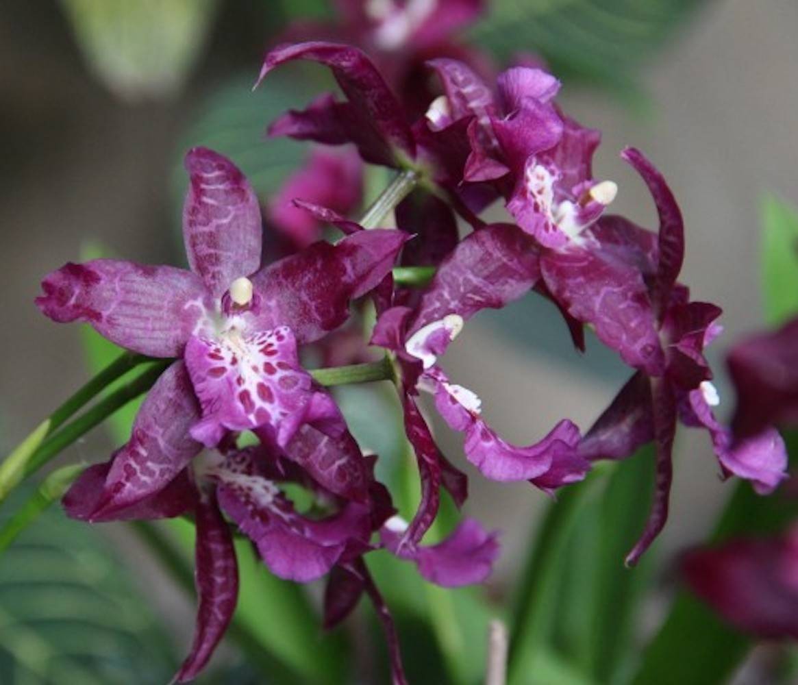 Comanda online Aliceara Peggy Ruth Carpenter la pret imbatabil!