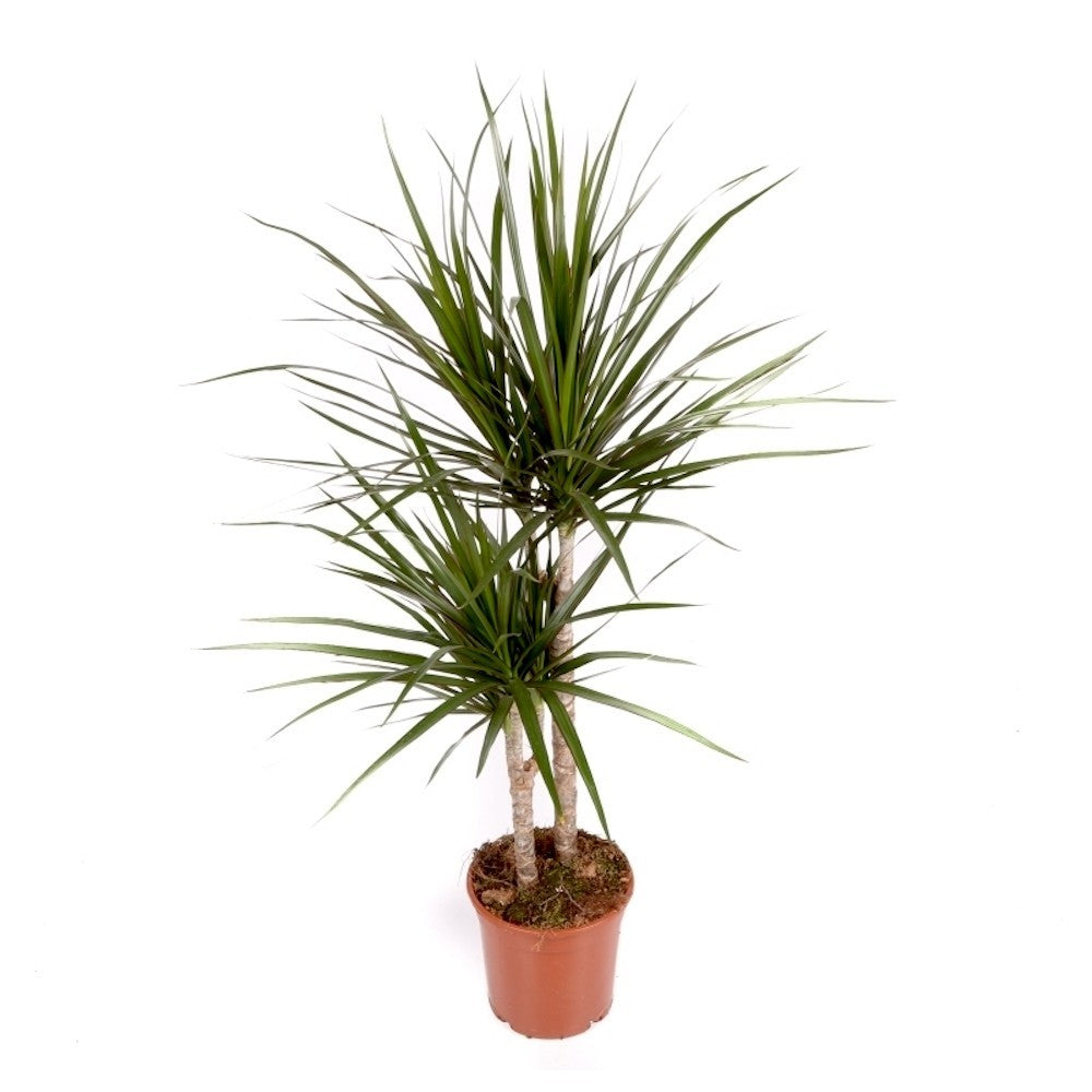 Dracena cu 2 tulpini - Dracaena Marginata