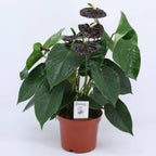 Anthurium negru in ghiveci - Black Queen cel mai bun pret, cu livrare rapida!