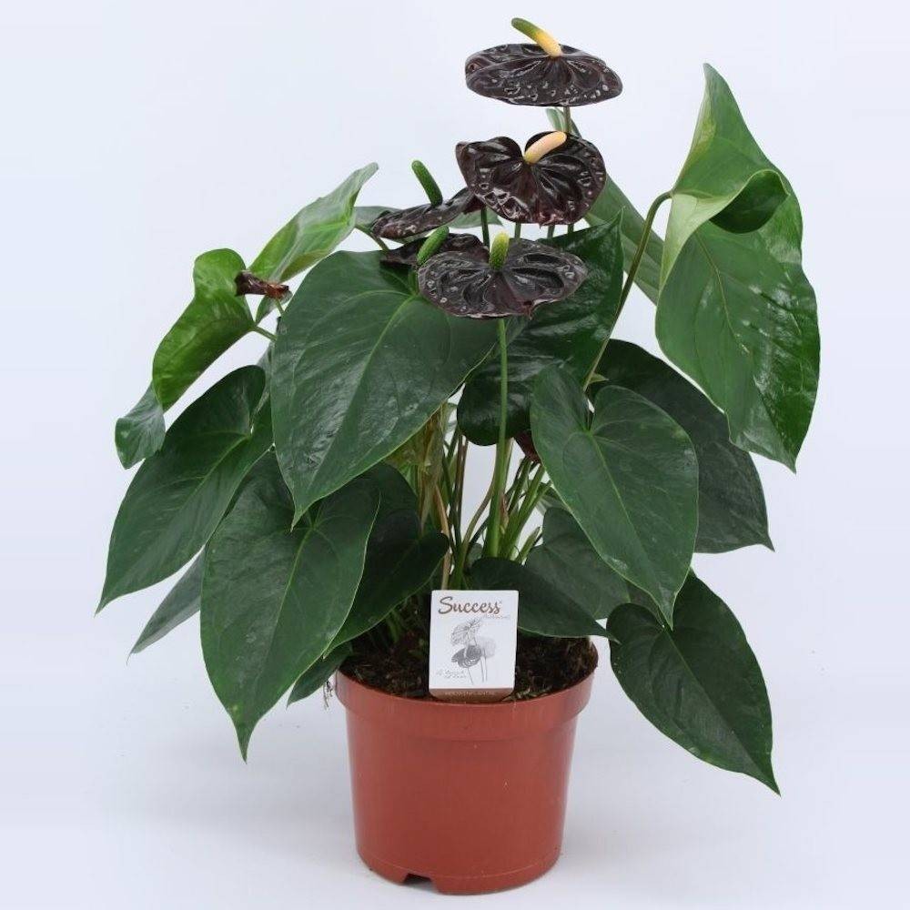 Anthurium negru in ghiveci - Black Queen cel mai bun pret, cu livrare rapida!