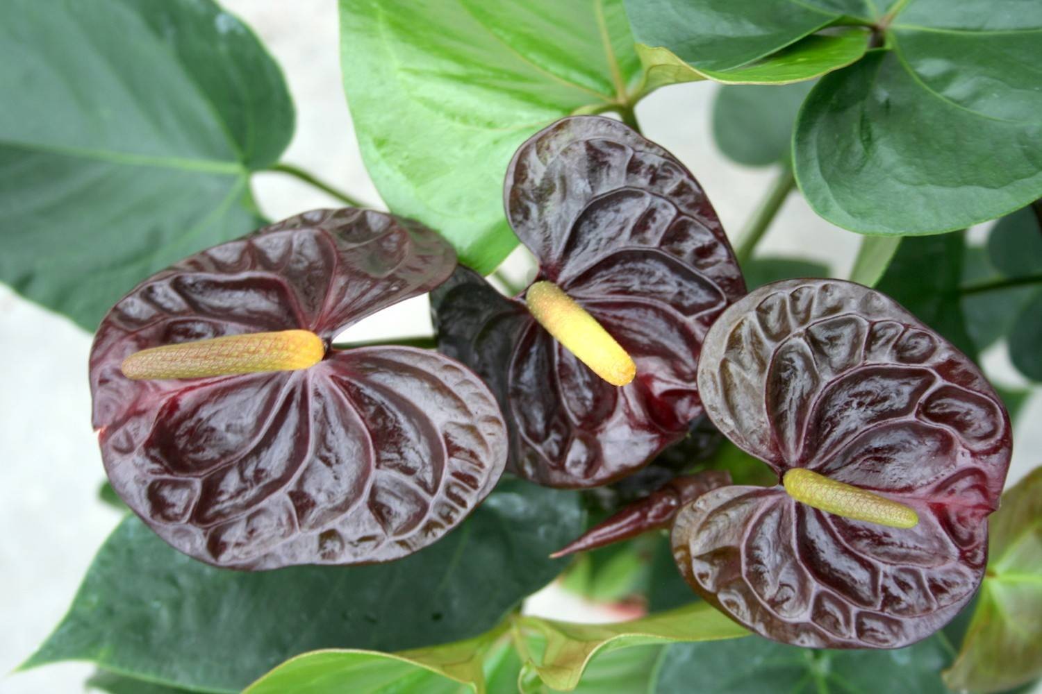 anthurium noir Anthurium noir en pot