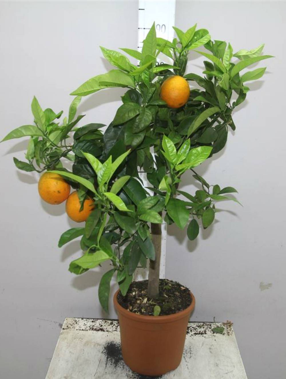 Portocal altoit in ghiveci - Citrofortunella Sinaasappel, pret imbatabil!