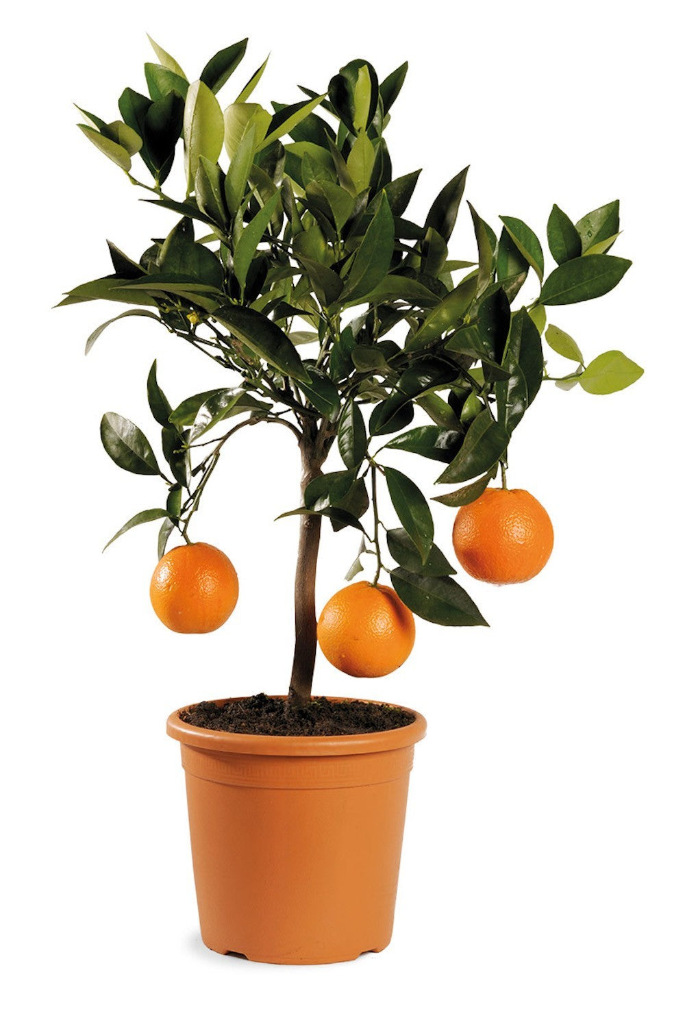 Comanda Portocal la ghiveci, Citrus sinesis arancio, pret imbatabil!