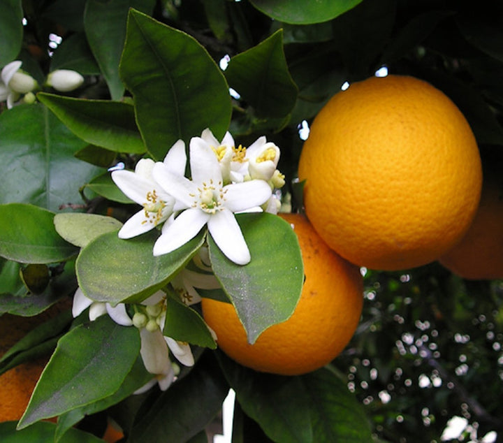 Comanda Portocal la ghiveci, Citrus sinesis arancio, pret imbatabil!