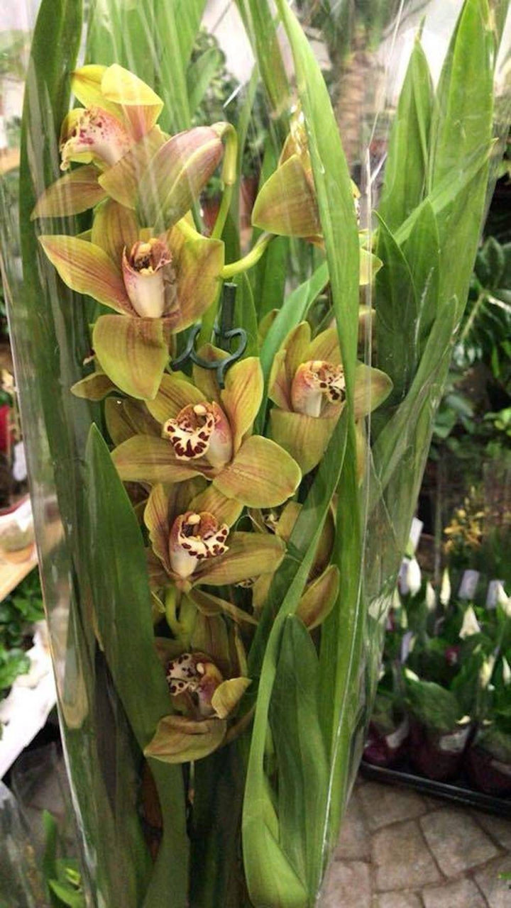 Specii Orhidee Cymbidium culori speciale de vanzare, la ce mai bun pret online!