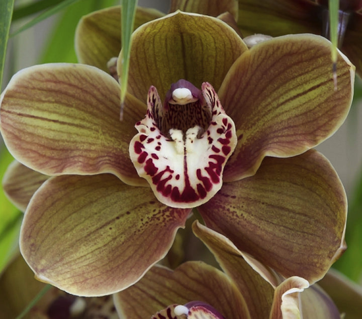 Specii Orhidee Cymbidium culori speciale de vanzare, la ce mai bun pret online!