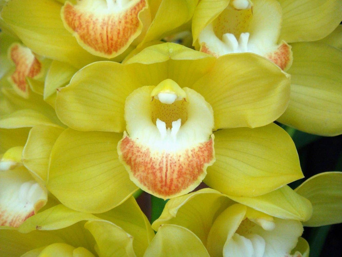 Specii Orhidee Cymbidium culori rare, la cel mai bun pret online!