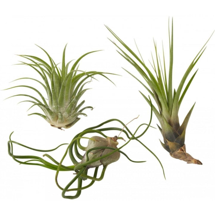 Cumpara online Tillandsia plante aerofite cel mai bun pret si livrare rapida!