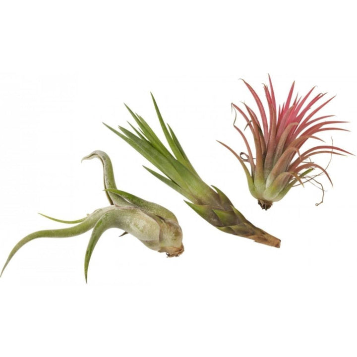 Cumpara online Tillandsia plante aerofite cel mai bun pret si livrare rapida!