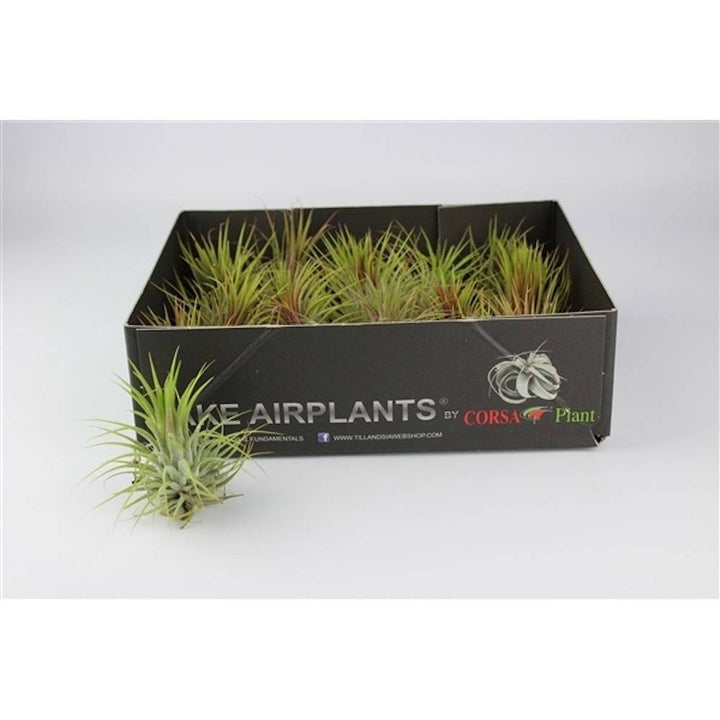 Plante aeriane Tillandsia Ionantha de vanzare - pret online imbatabil!