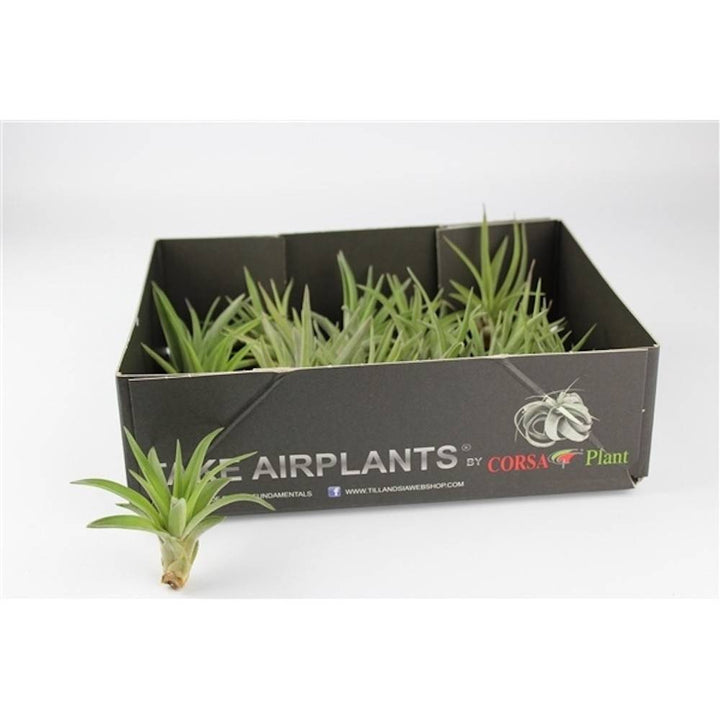 Plante de aer Tillandsia Abdita de vanzare - pret online imbatabil!