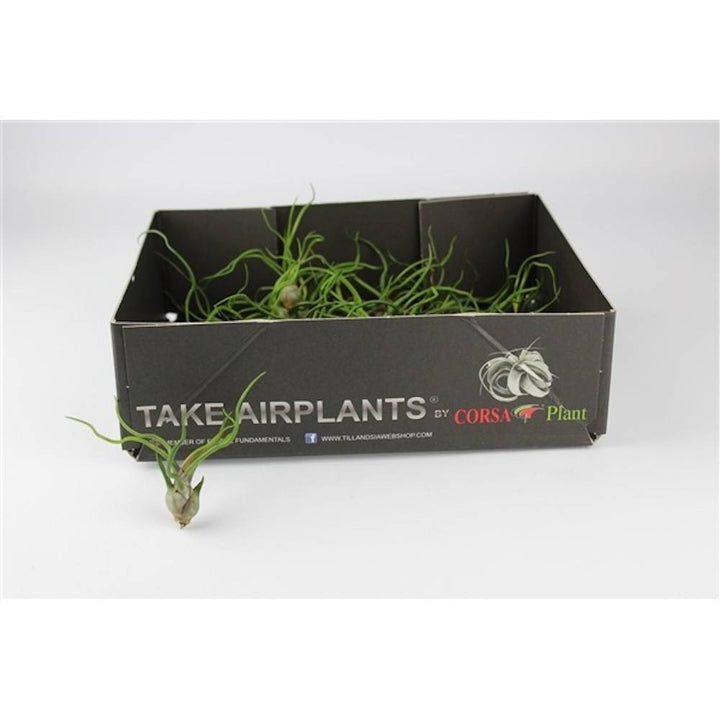 Comanda Planta aeriana Tillandsia Bulbosa - pret online imbatabil!