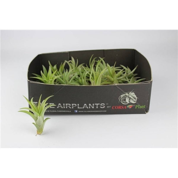 Planta aerofita Tillandsia Multiflora - pret online imbatabil!