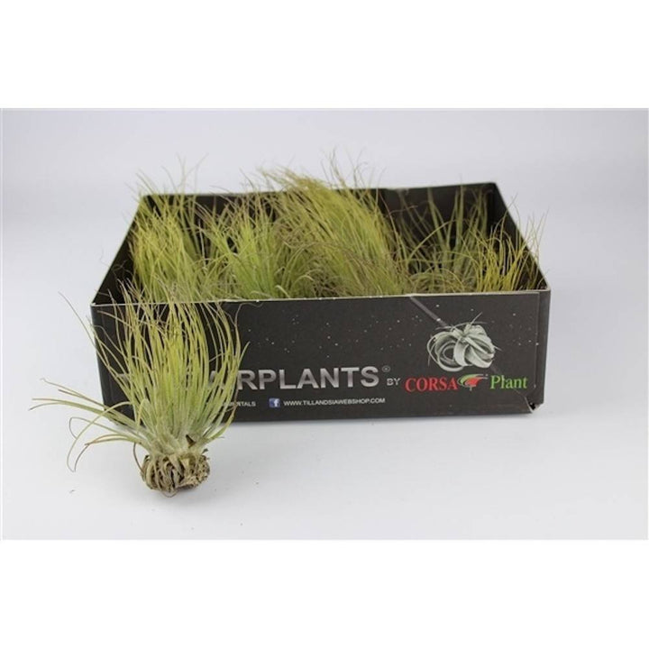 Plante de aer Tillandsia Magnusiana - pret online imbatabil!