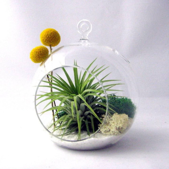 Cumpara Terrarium plante aeriene,moss si craspedia, cel mai bun pret!