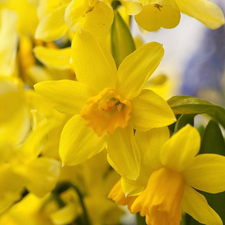 Narcissus 'Tete a Tete'