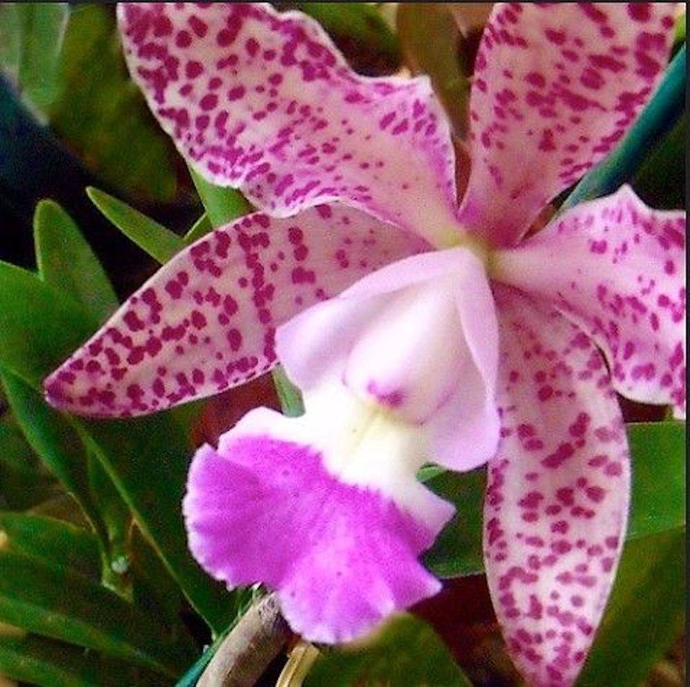 Comanda online Orhidee Cattleya pistruiata la pret imbatabil cu livrare rapida!