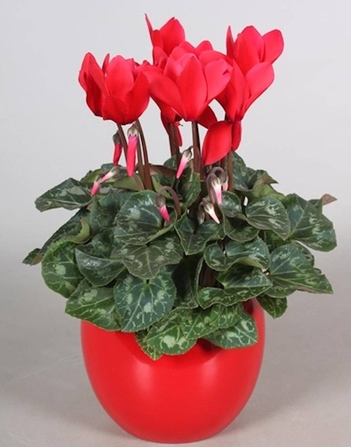 Cyclamen rosu in ghiveci decorativ, flori de martisor cu pret special