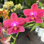 Phalaenopsis PH171