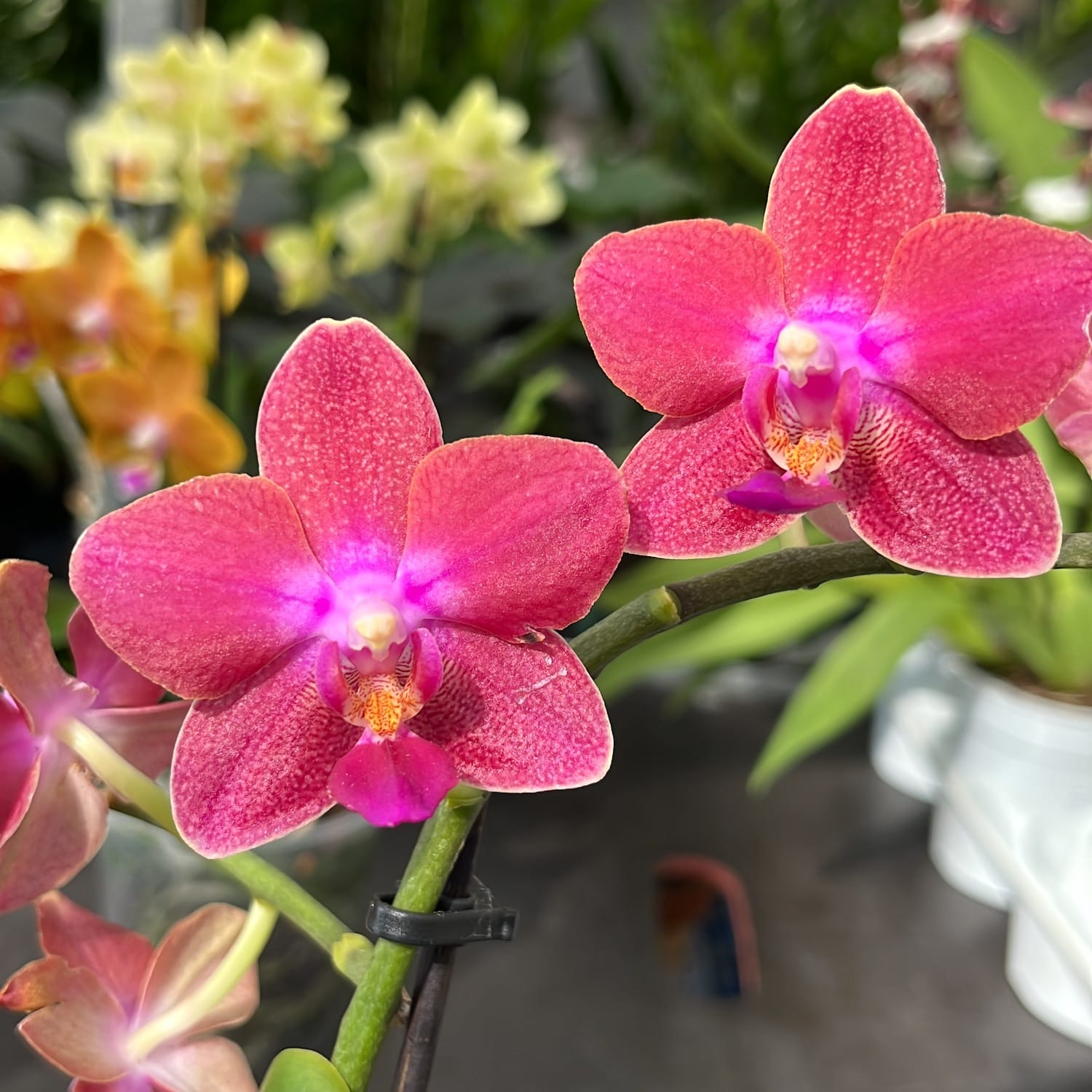 Phalaenopsis PH171