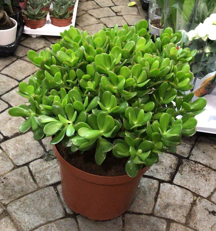 Crassula ovata mare copacul banilor de vanzare la cel mai bun pret!