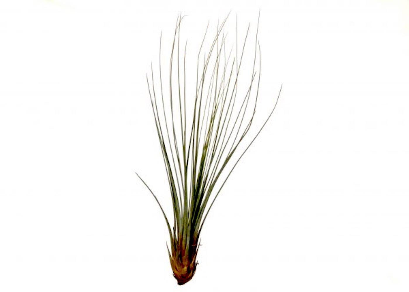 Plante aeriane Tillandsia Juncifolia - comanda online la un pret special!