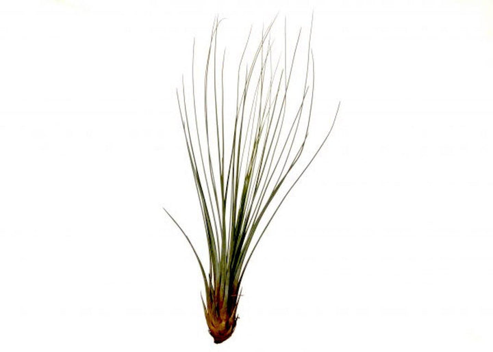 Plante aeriane Tillandsia Juncifolia - comanda online la un pret special!