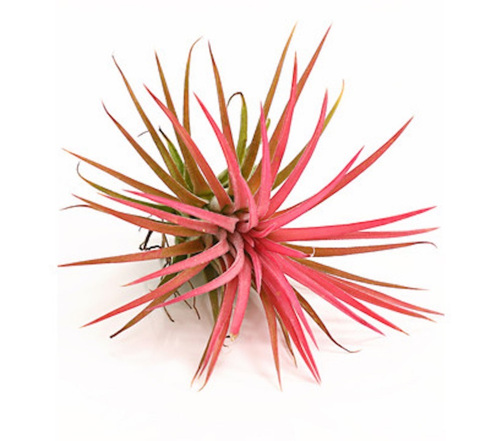 Tillandsia rosie, Ionantha red disponibila in magazin online la pret special!