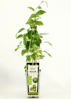 Kiwi - Actinidia arguta 'Geneva' (mini-Kiwi)