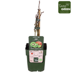 Kiwi - Actinidia deliciosa 'Jenny' (biologická kultura) - odolný proti mrazu a samosprašný