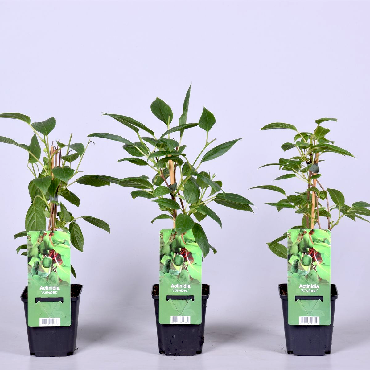 Kiwi - Actinidia arguta 'Issai' (mini-Kiwi) (ghiveci 9cm)