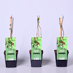 Kiwi - Actinidia arguta 'Issai' (mini-kiwi) (9 cm-es cserép)