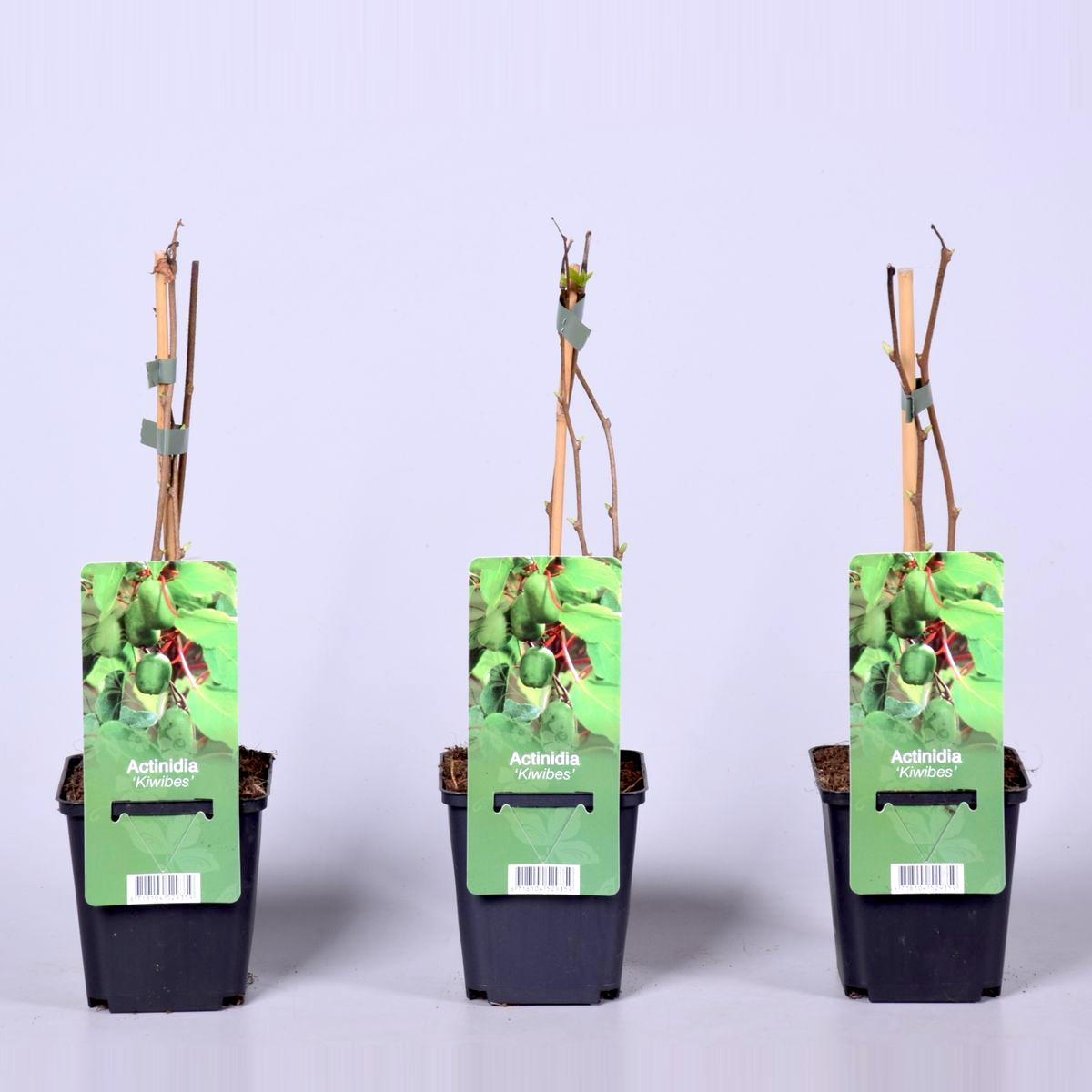Kiwi - Actinidia arguta 'Issai' (mini-Kiwi) (ghiveci 9cm)