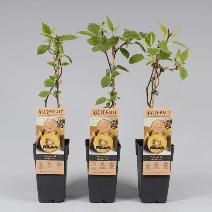 Actinidia-deliciosa-Golden-Kiwi