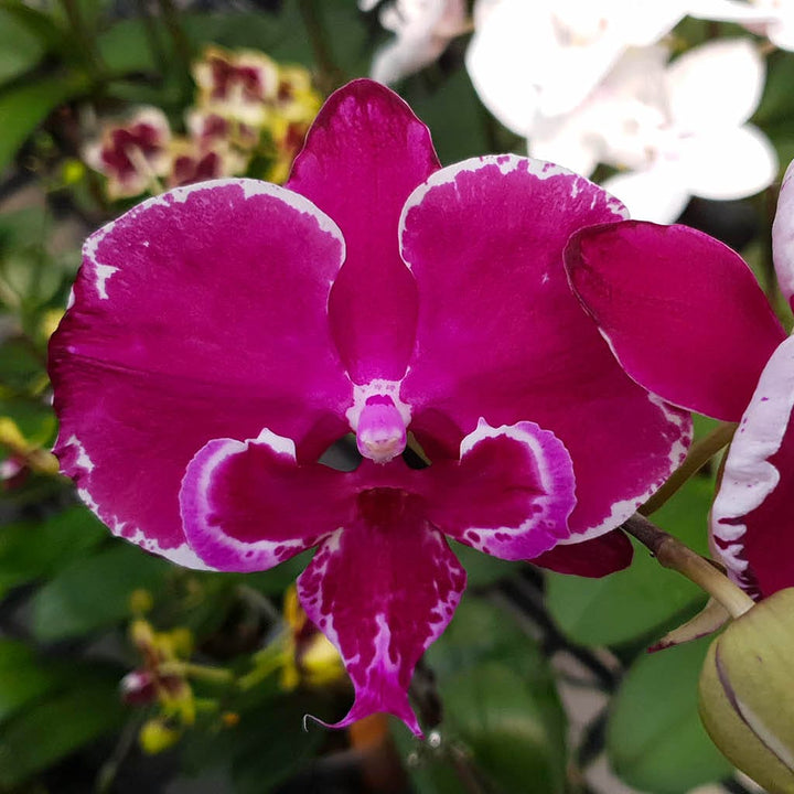 Phalaenopsis Allura Dracarys