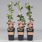 Planta - Akebia Quinata - Vita de ciocolata