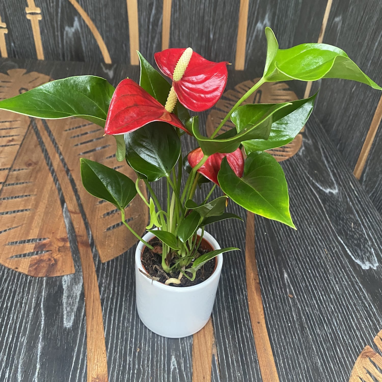 anthurium micra Anthurium Micra – Secret Garden Plant Shop