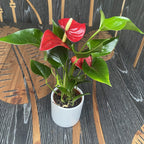 Anthurium Micra