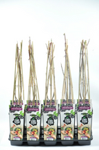 Aronia x prunifolia 'Nero'