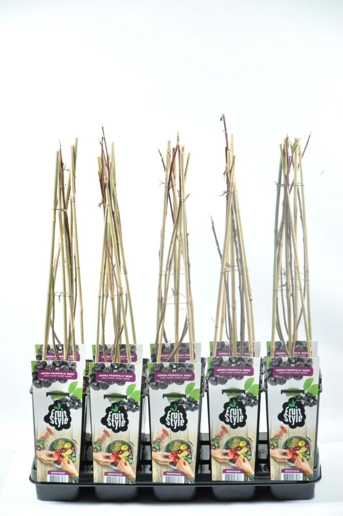 Aronia x prunifolia 'Nero'