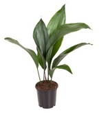 Aspidistra elatior (Pana cocosului)