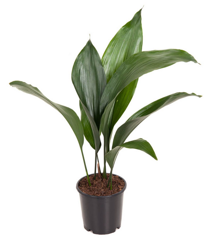 Aspidistra elatior (Pana cocosului)