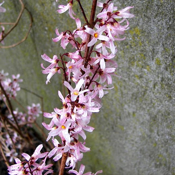 Pink Forsythia - Abeliophyllum distichum 'Roseum'