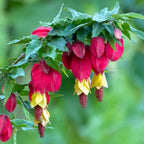 Abutilon megapotamicum 'Big Bell' (Chinese lampions)