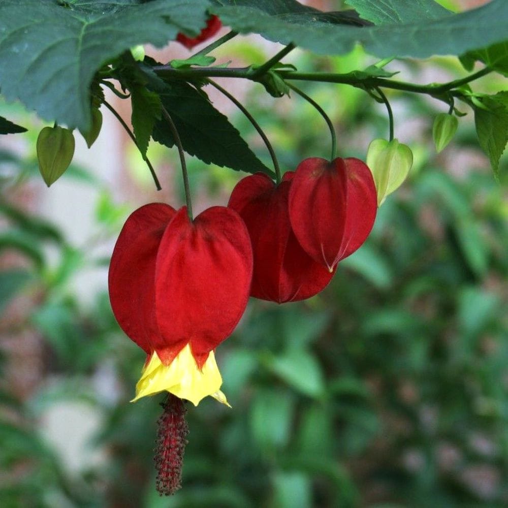 Abutilon megapotamicum 'Big Bell' (Chinese lampions)