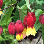 Abutilon megapotamicum 'Big Bell' (Chinese lampions)
