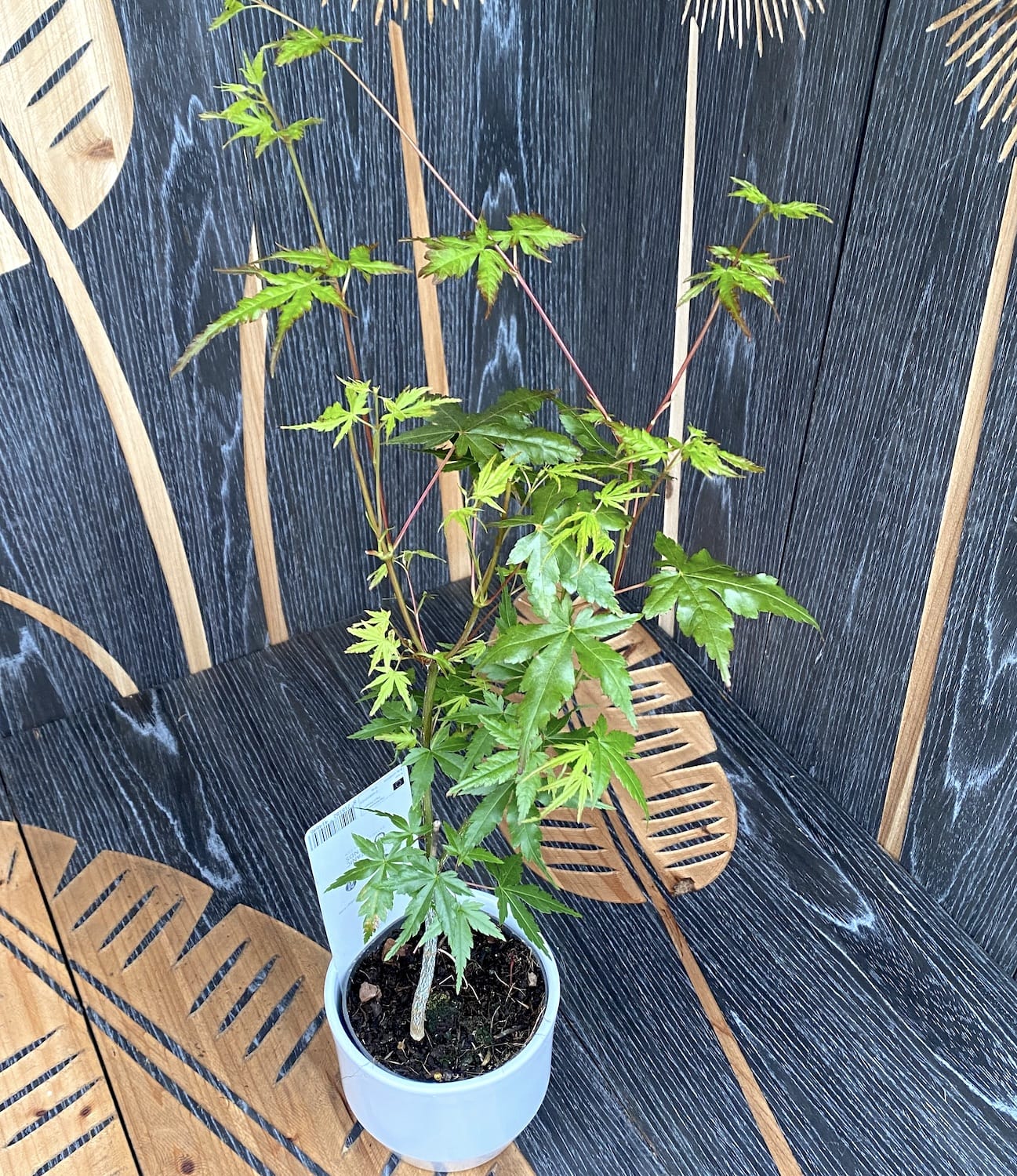 Acer palmatum 'Green Globe'