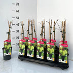 Kiwi - Actinidia arguta 'Issai' (mini-Kiwi)