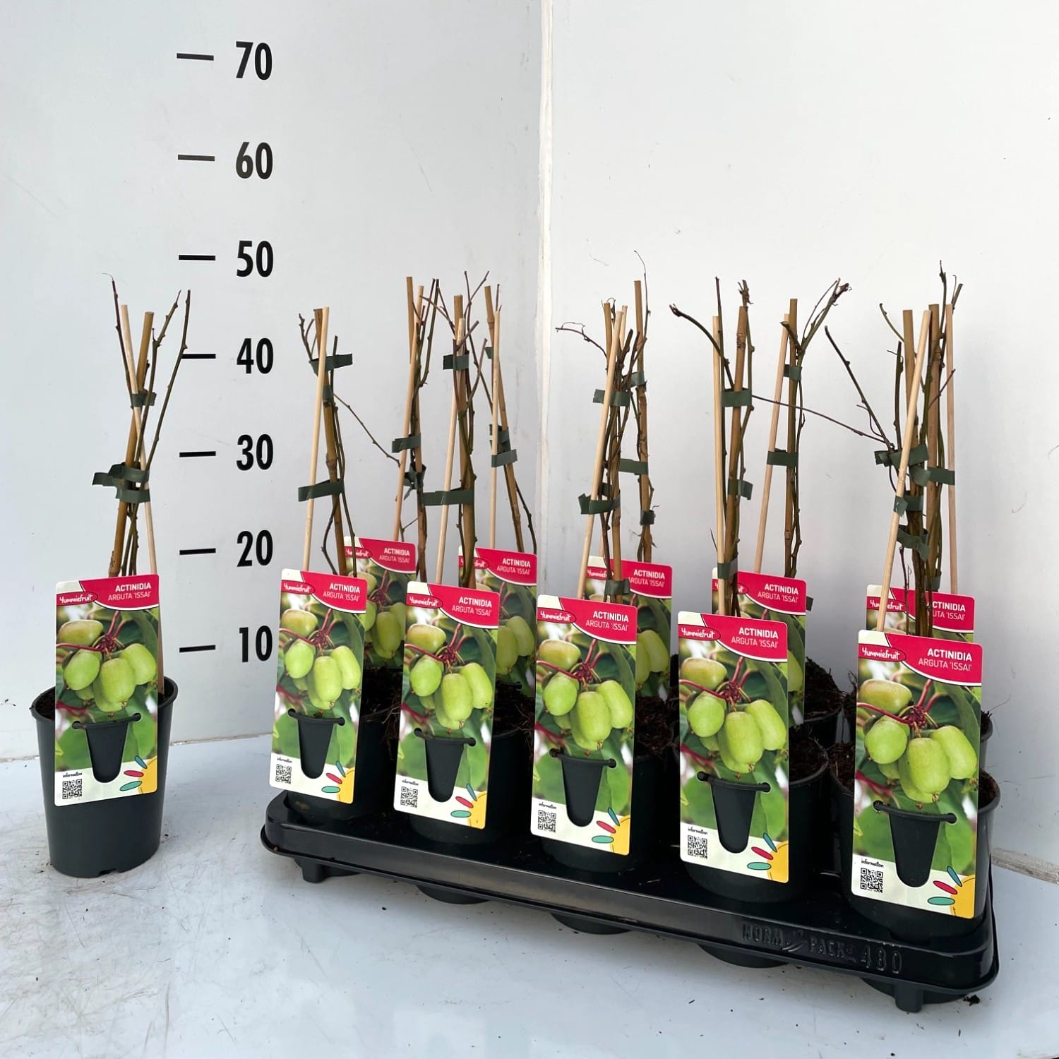 Kiwi - Actinidia arguta 'Issai' (mini-Kiwi)