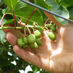 Kiwi - Actinidia arguta 'Geneva' (mini-kiwi) D9